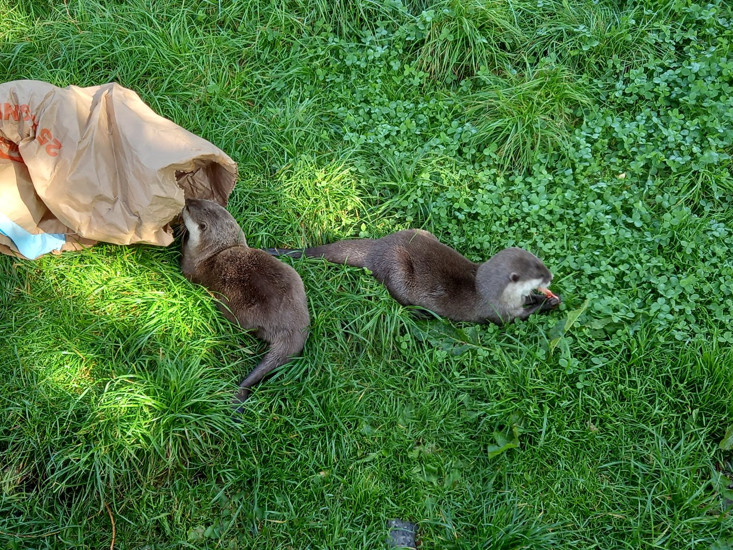 Asian Small-Clawed Otters