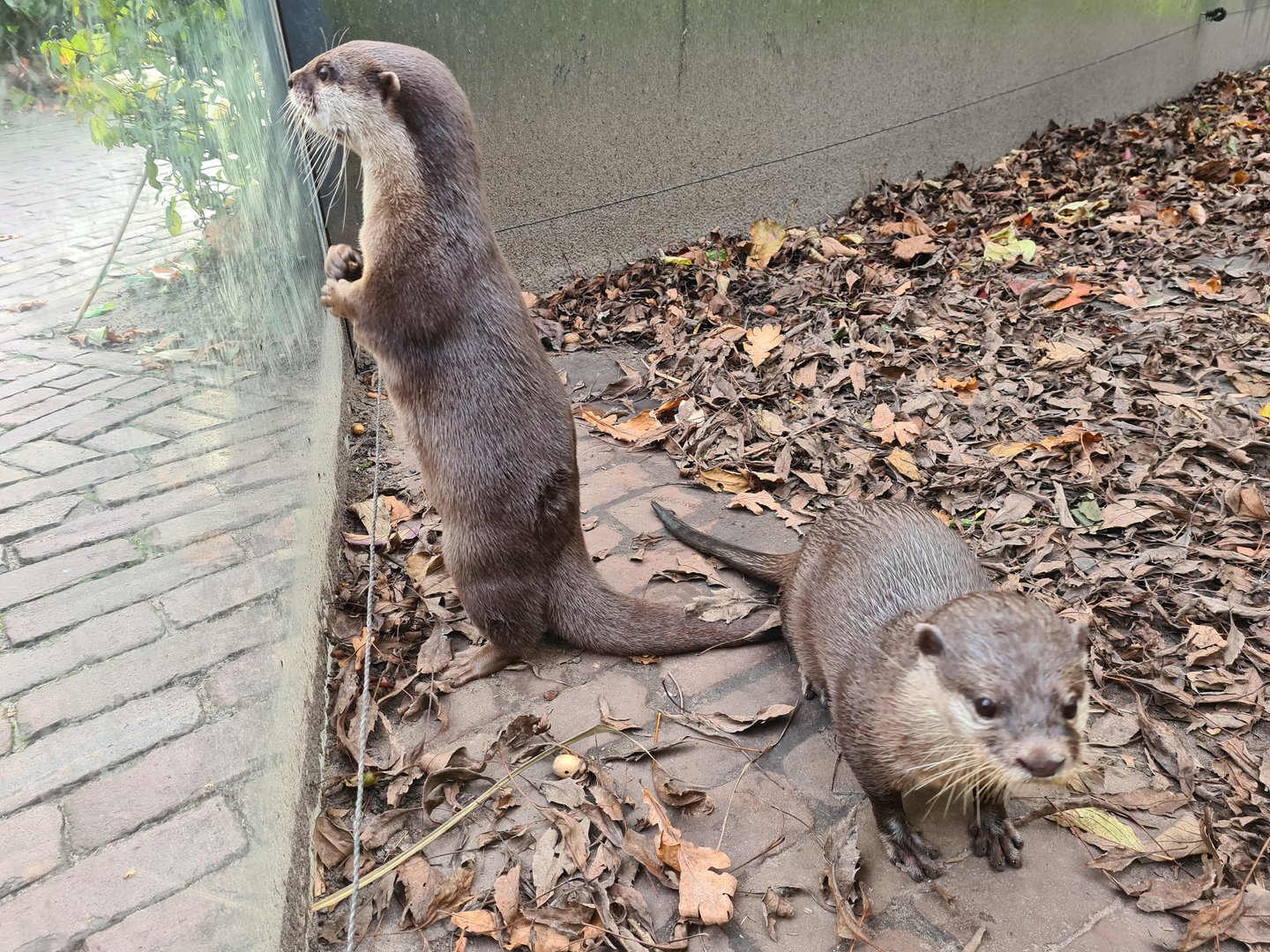 Asian small-clawed otters