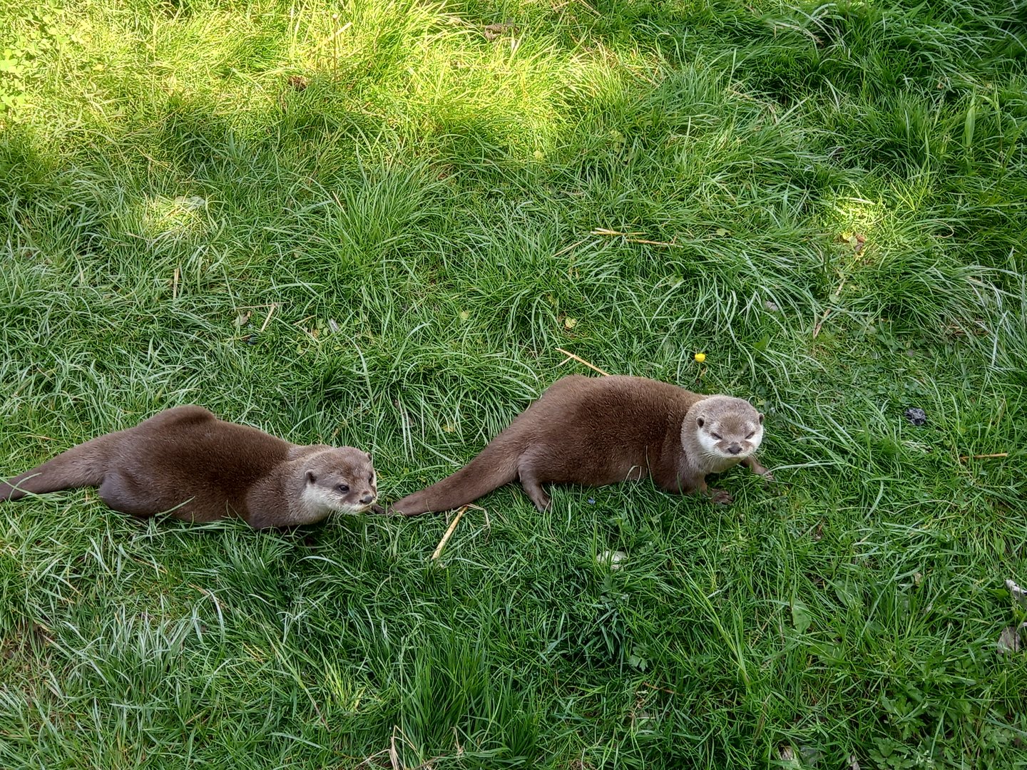 Asian Small-clawed Otters
