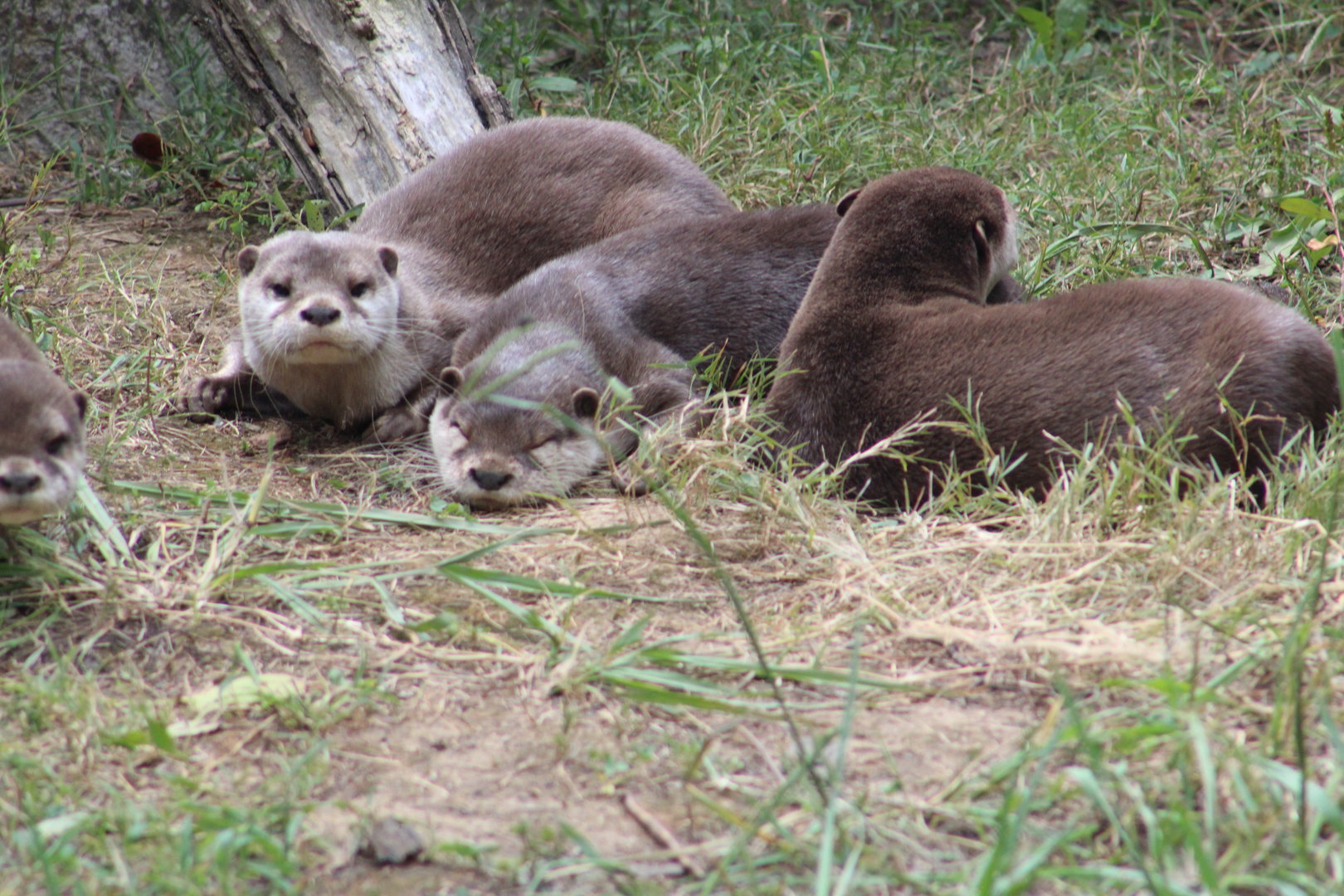 Asian small-clawed otters