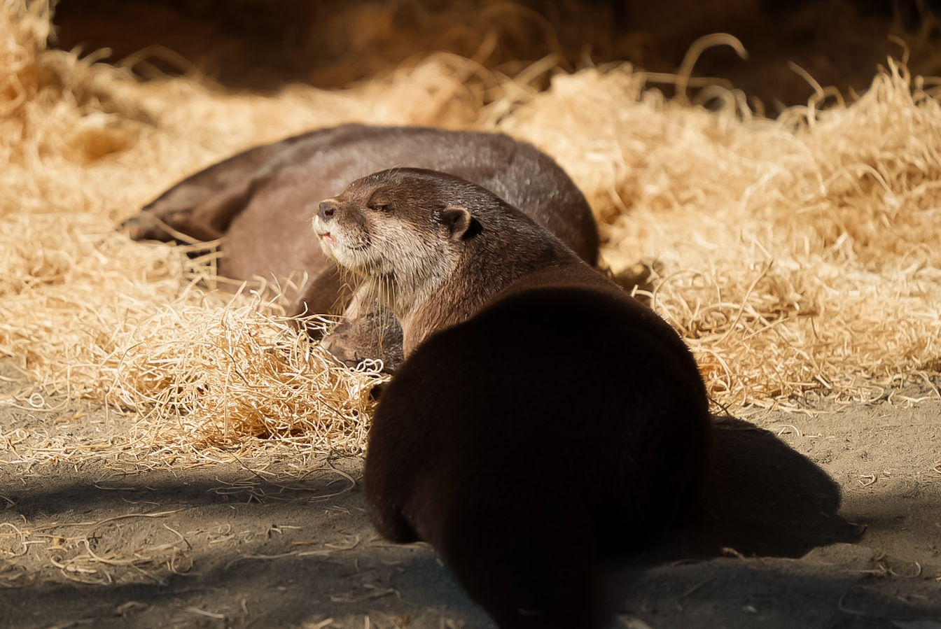 Asian Small Clawed Otters