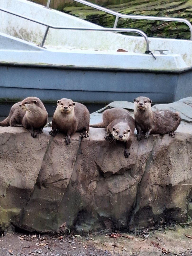 Asian Small-clawed Otters