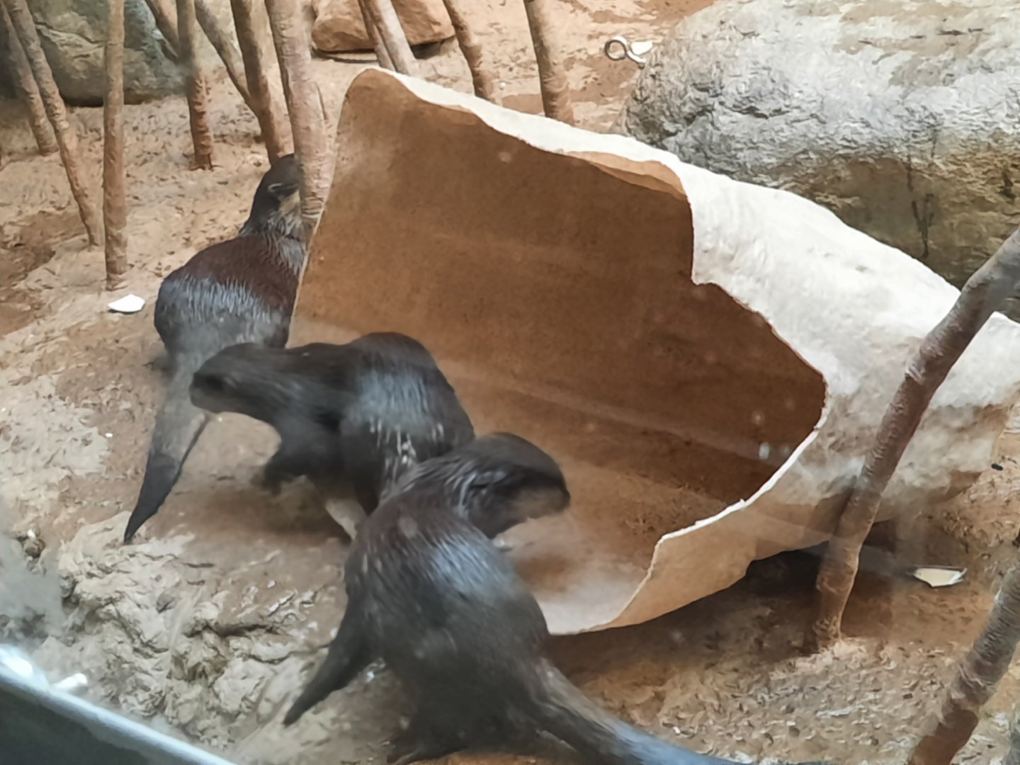 Asian Small Clawed Otters