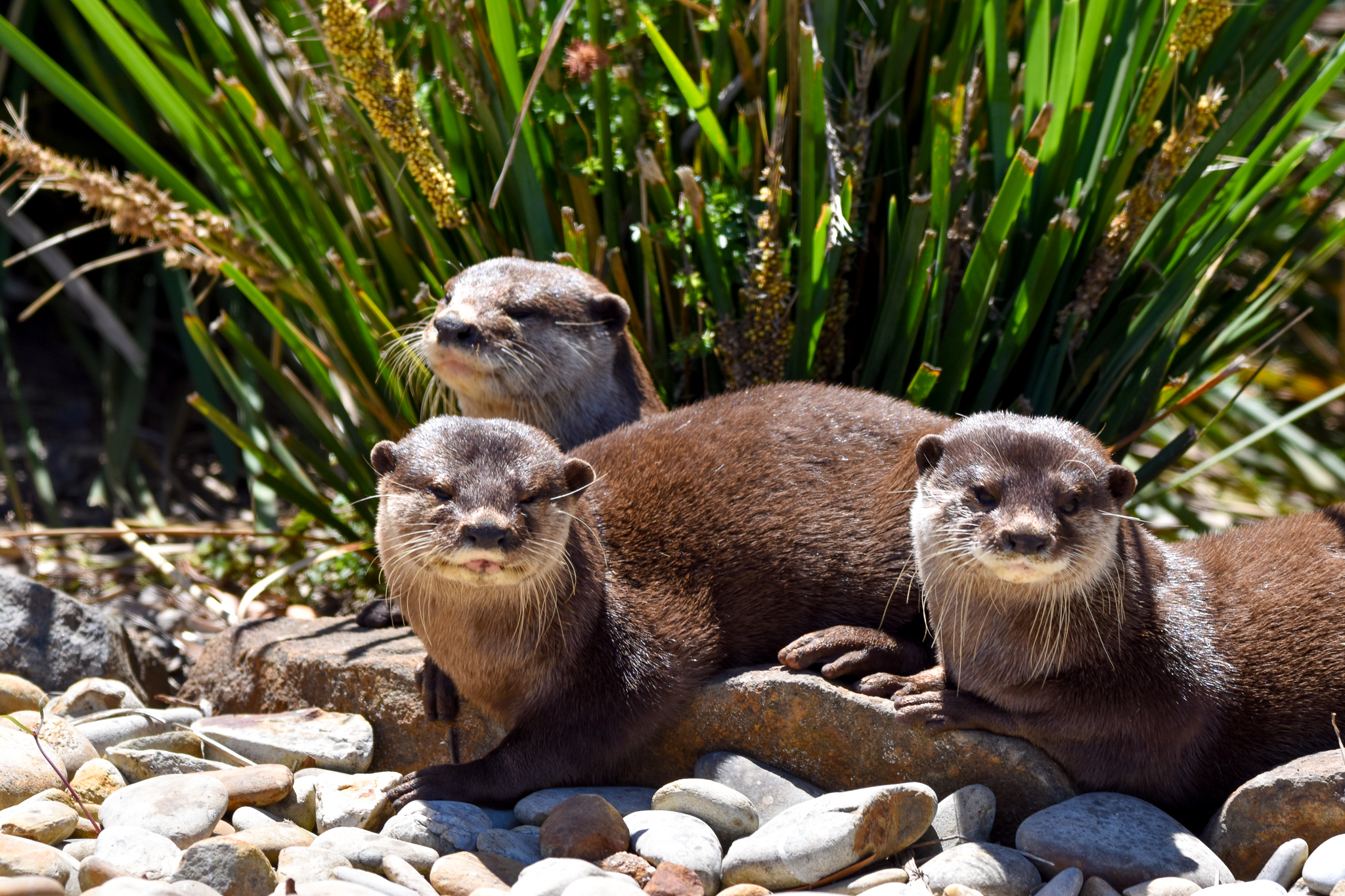 Asian Small-clawed Otters