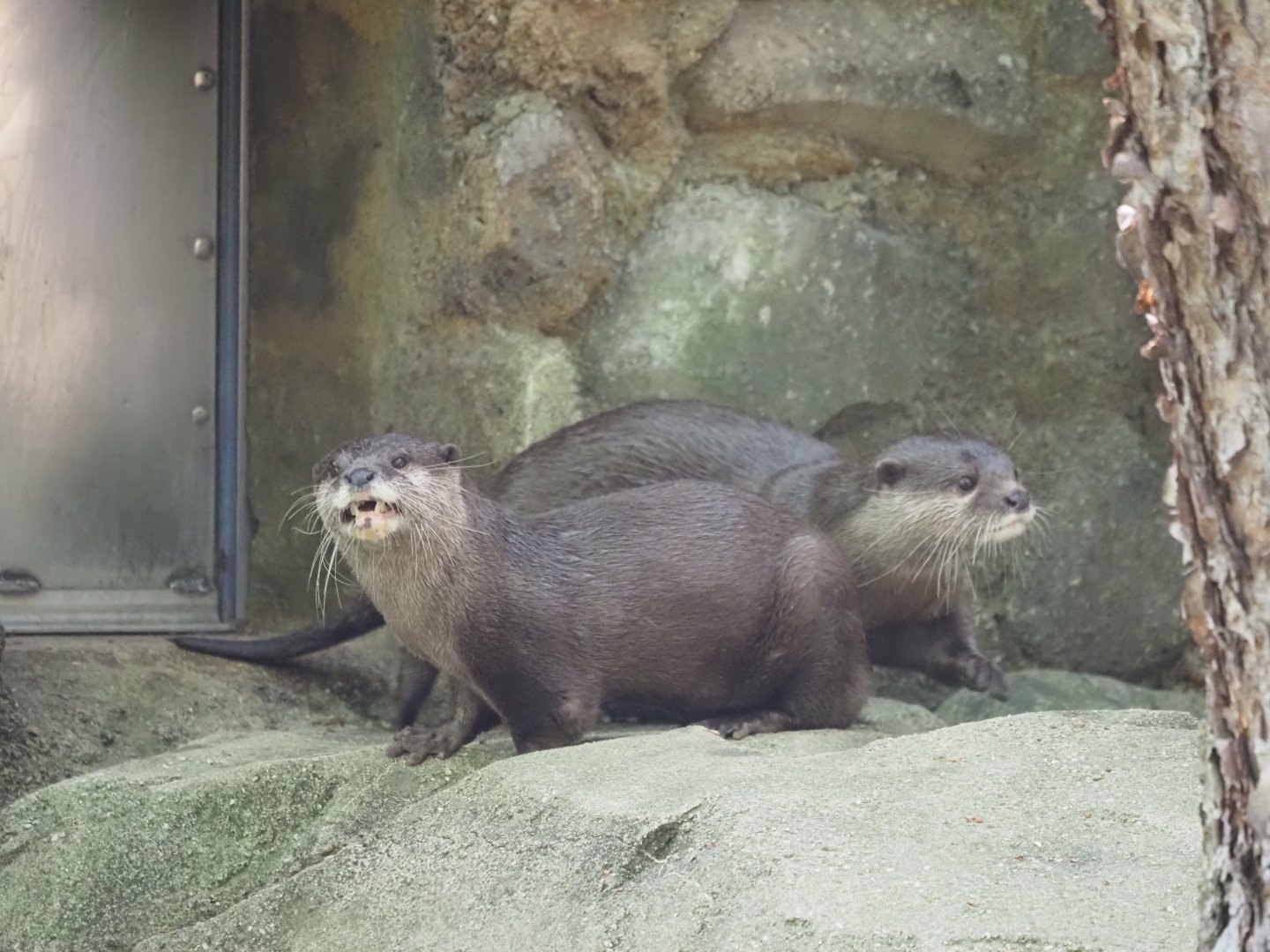 Asian Small-Clawed Otters