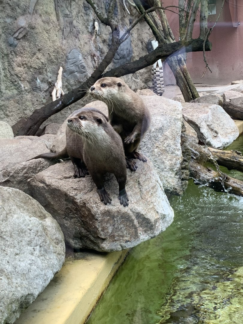 Asian small-clawed otters