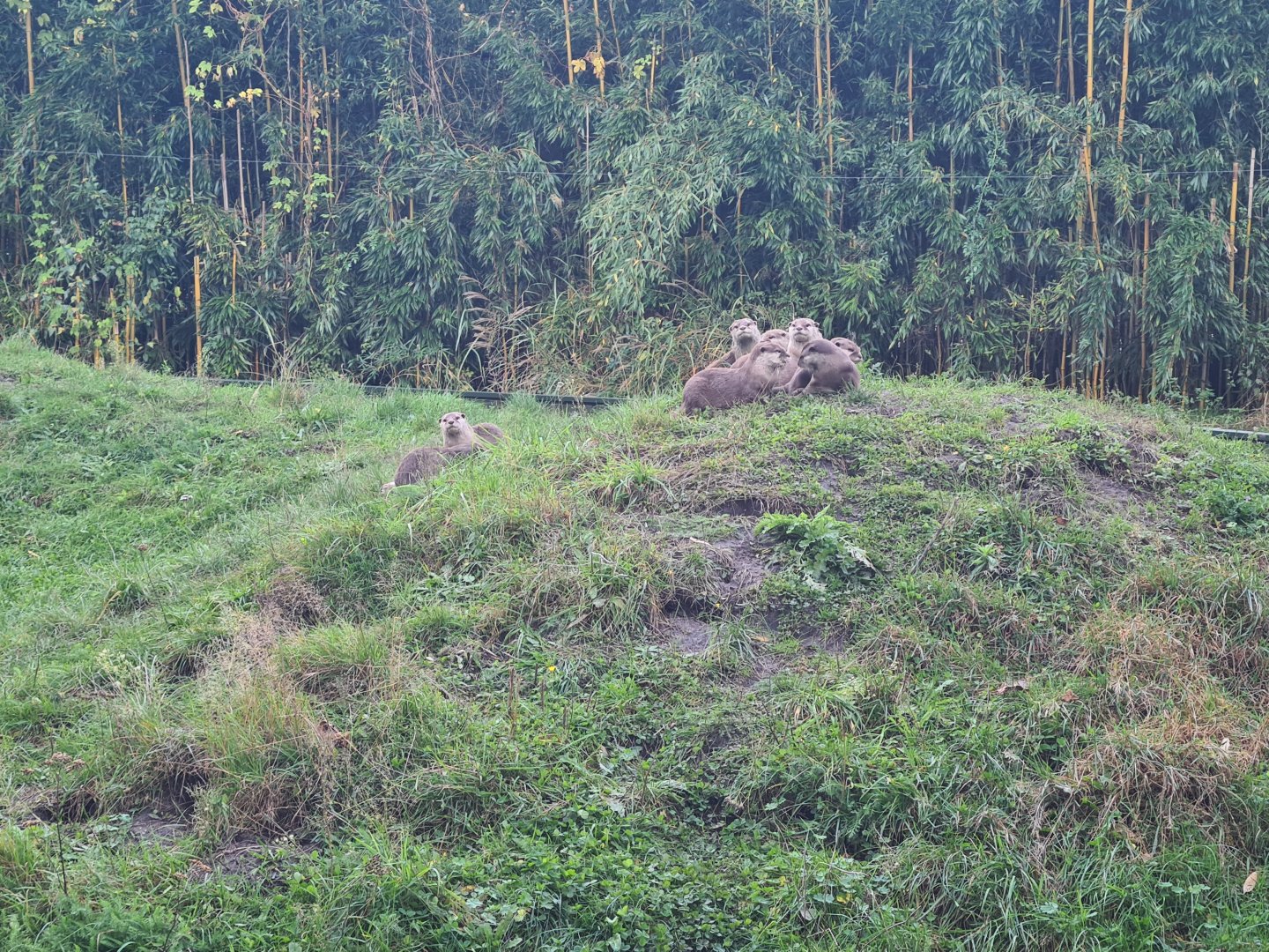 Asian small-clawed otters