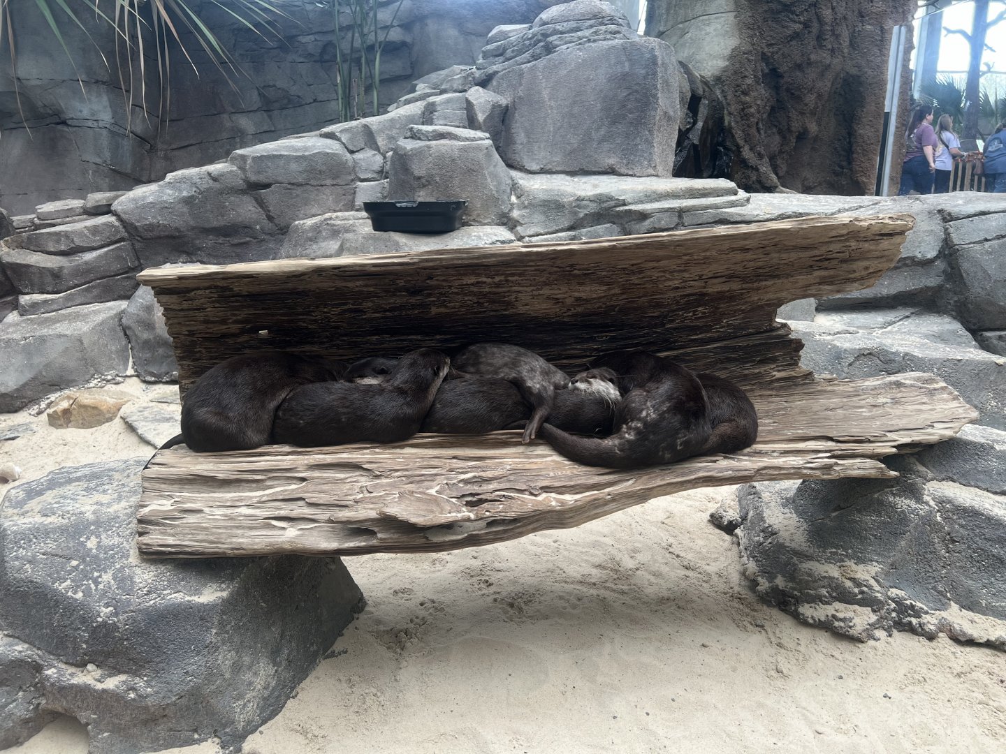 Asian Small-clawed Otters