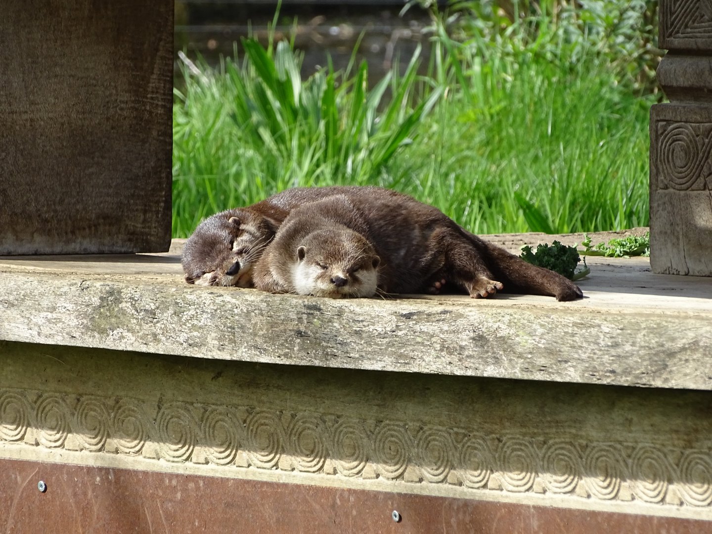 Asian small-clawed otters