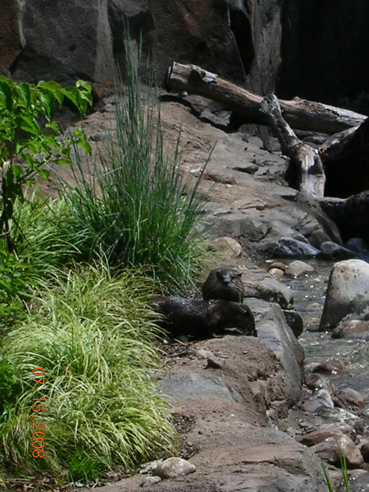 Asian Small-Clawed Otters