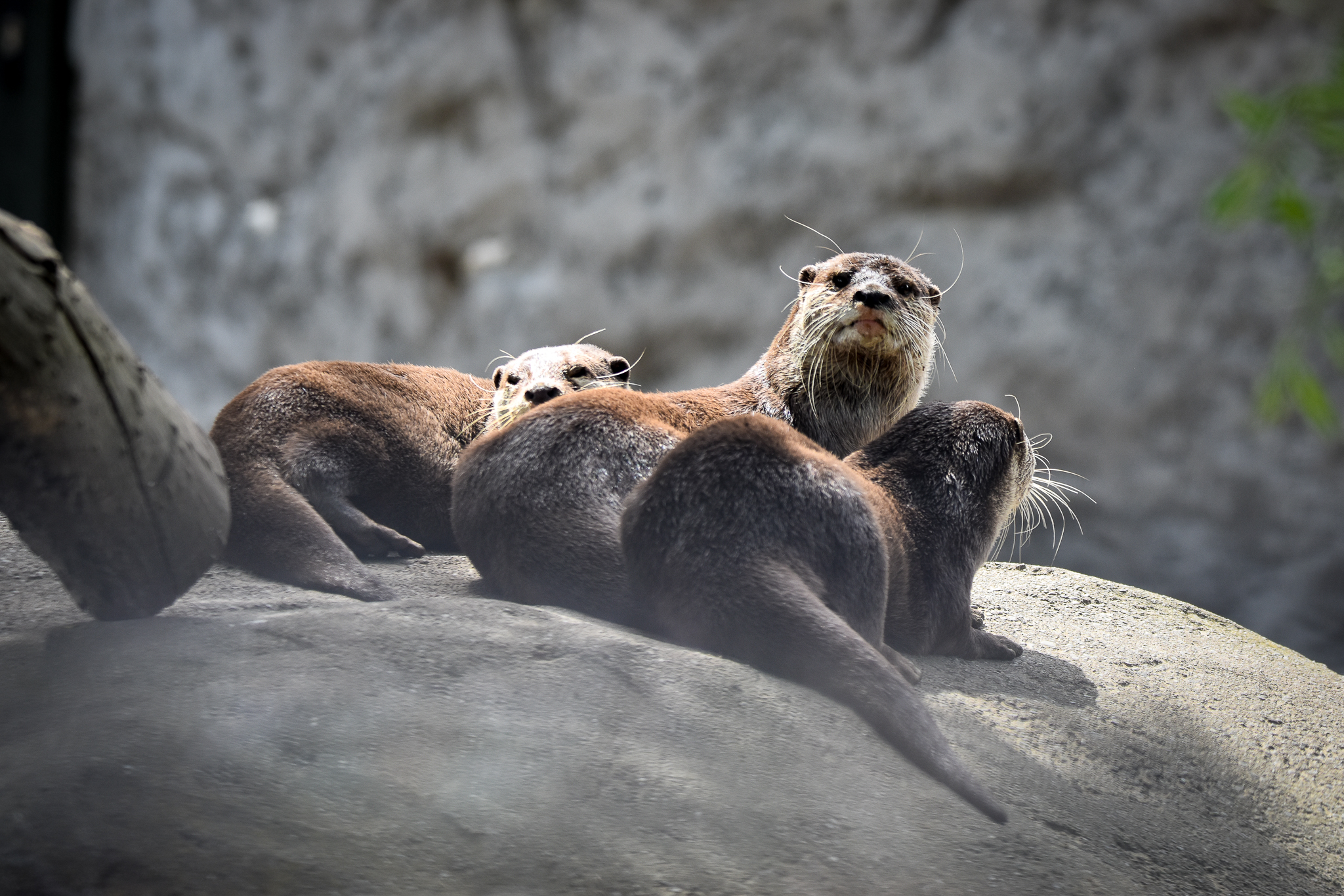 Asian Small-clawed Otters