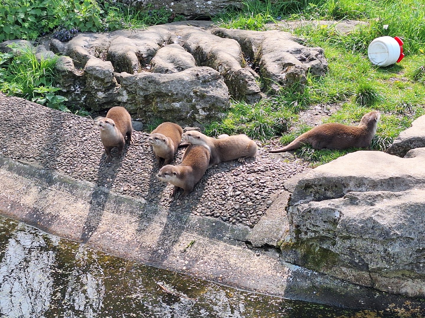 Asian Small-clawed Otters