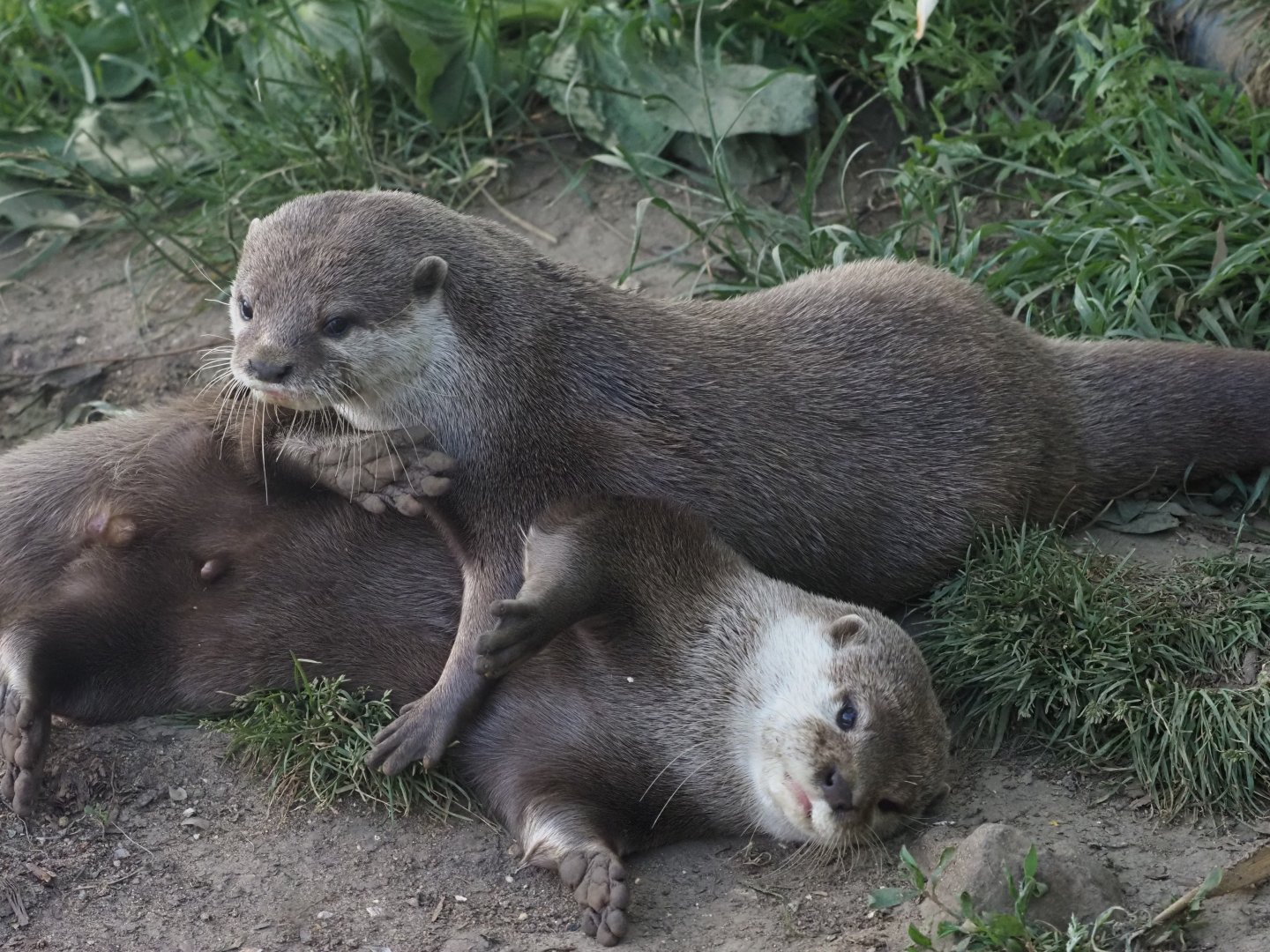 Asian Small-Clawed Otters