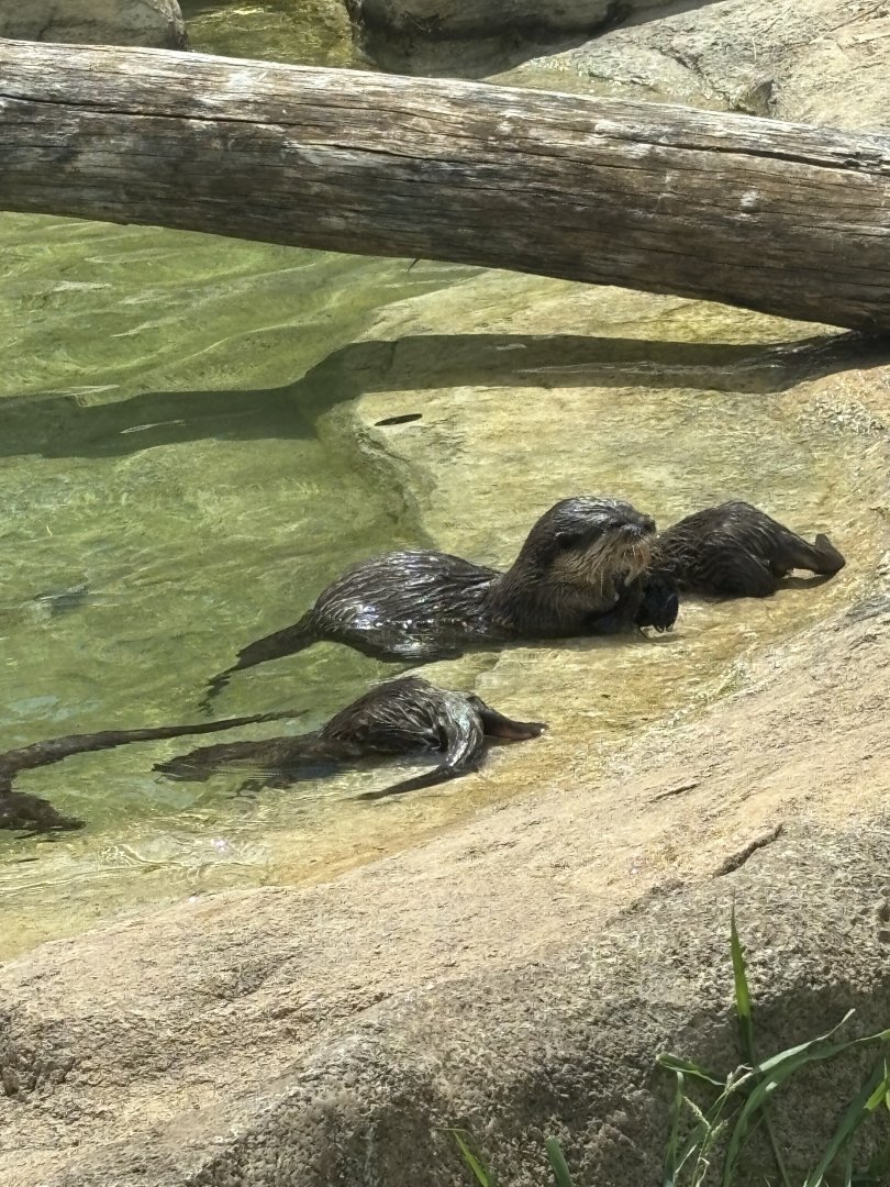 Asian Small Clawed Otters