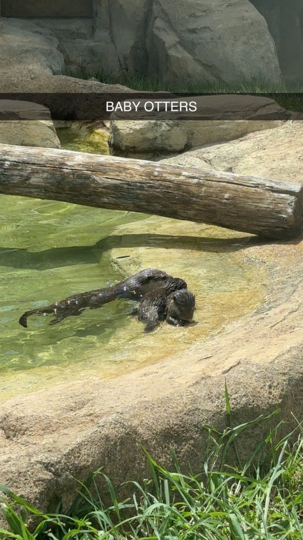 Asian Small Clawed Otters