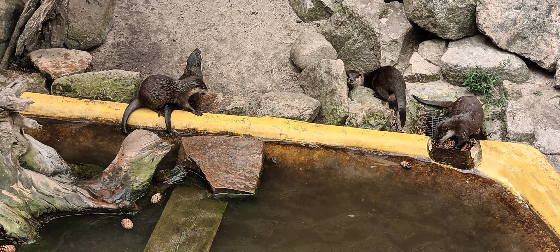 Asian small clawed Otters