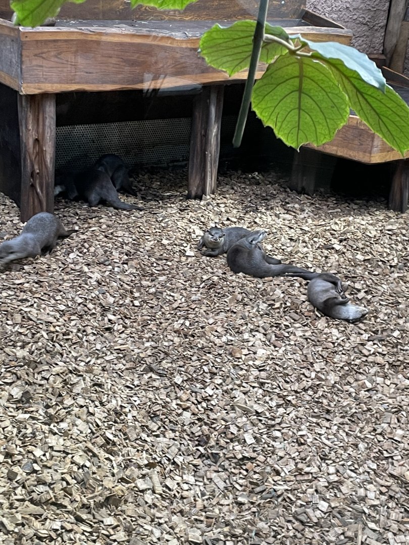 Asian small-clawed otters