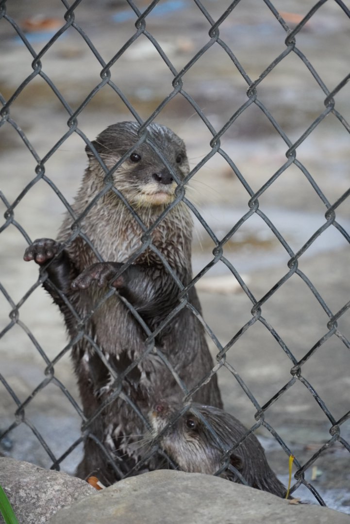 Asian Small Clawed Otters