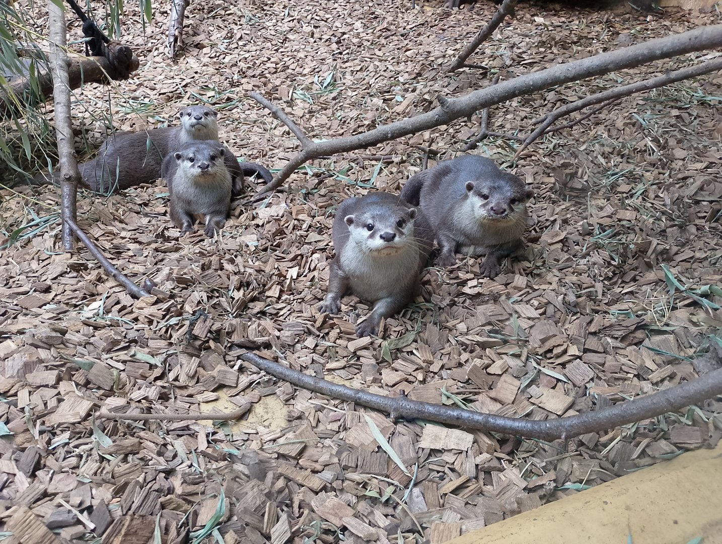 Asian small-clawed otters