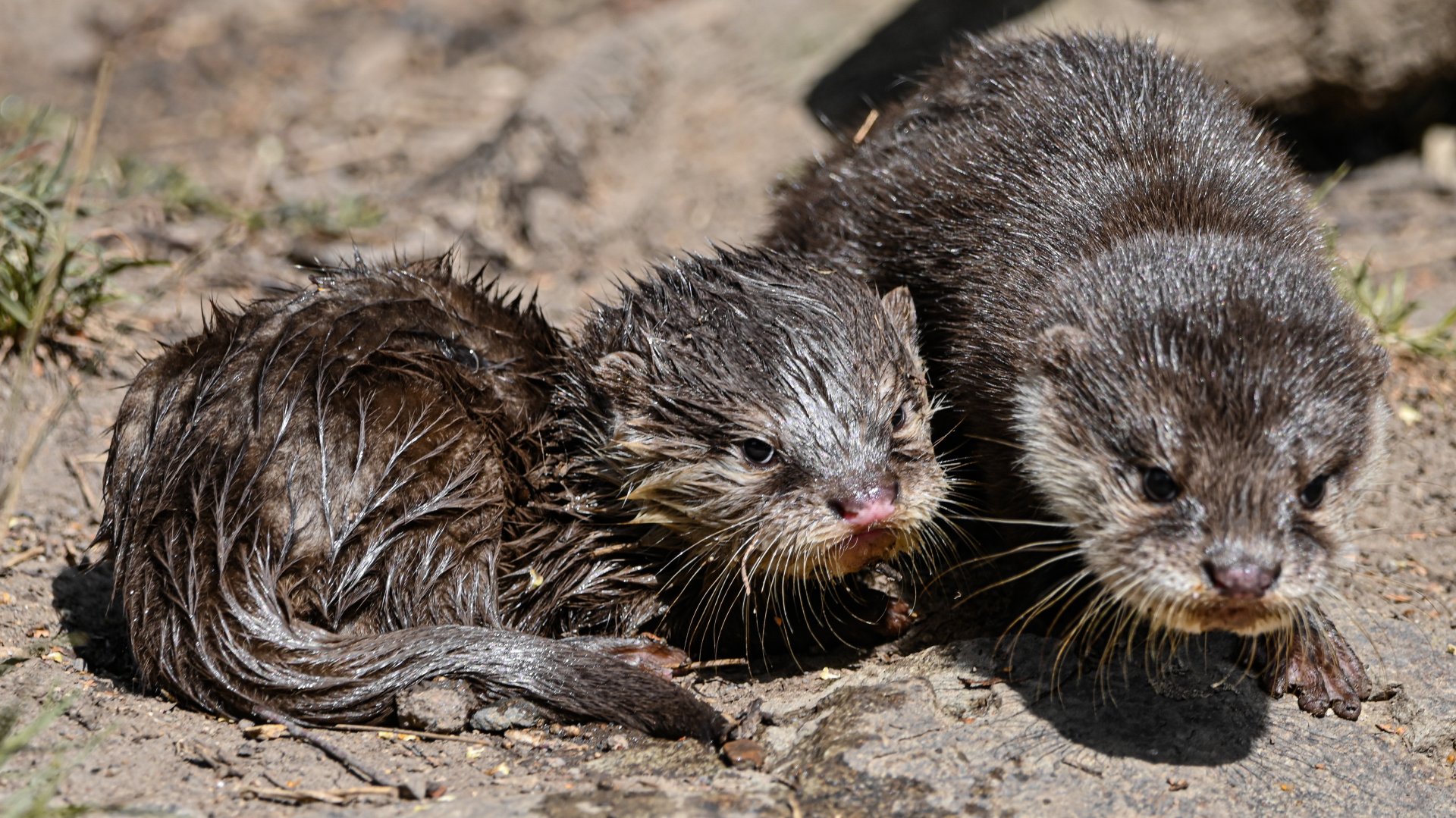 Asian small-clawed otters