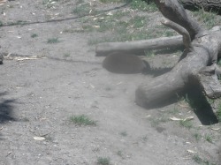 Asian smalled clawed otter