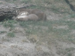 Asian smalled clawed otters