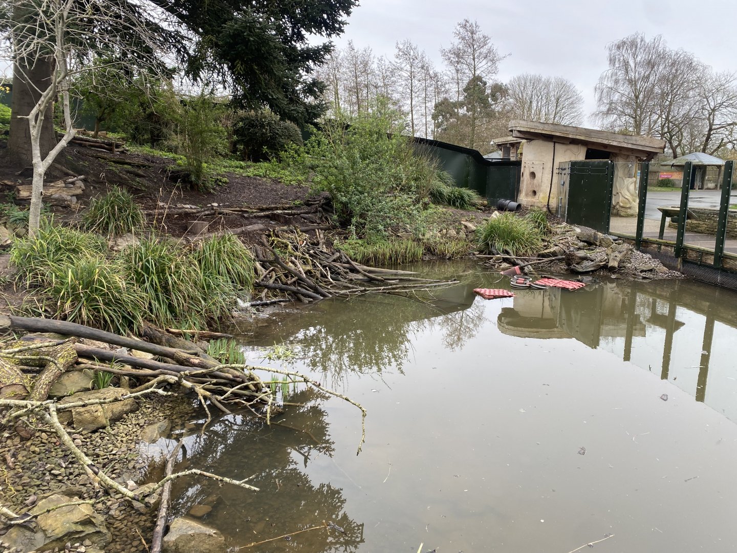 Asian snall-clawed otter exhibit 290224