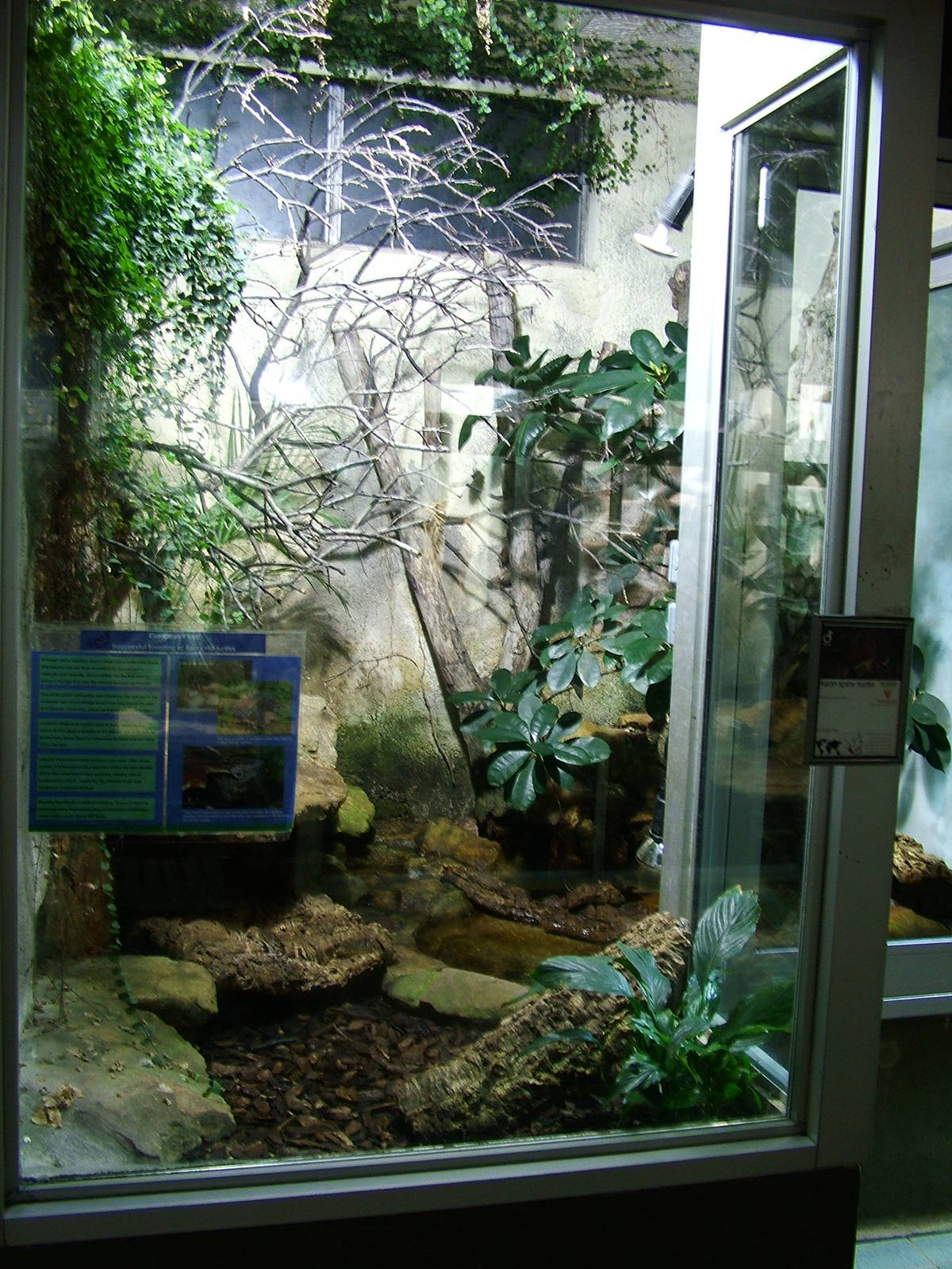Asian Spiny Turtle Exhibit
