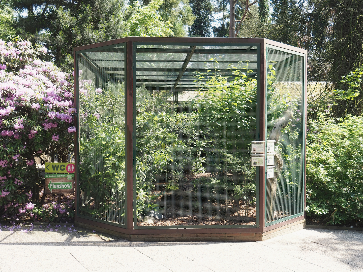 Asian starling/Chinese spotted dove/Laughingthrush/Vietnam pheasant aviary, 2024-05-21
