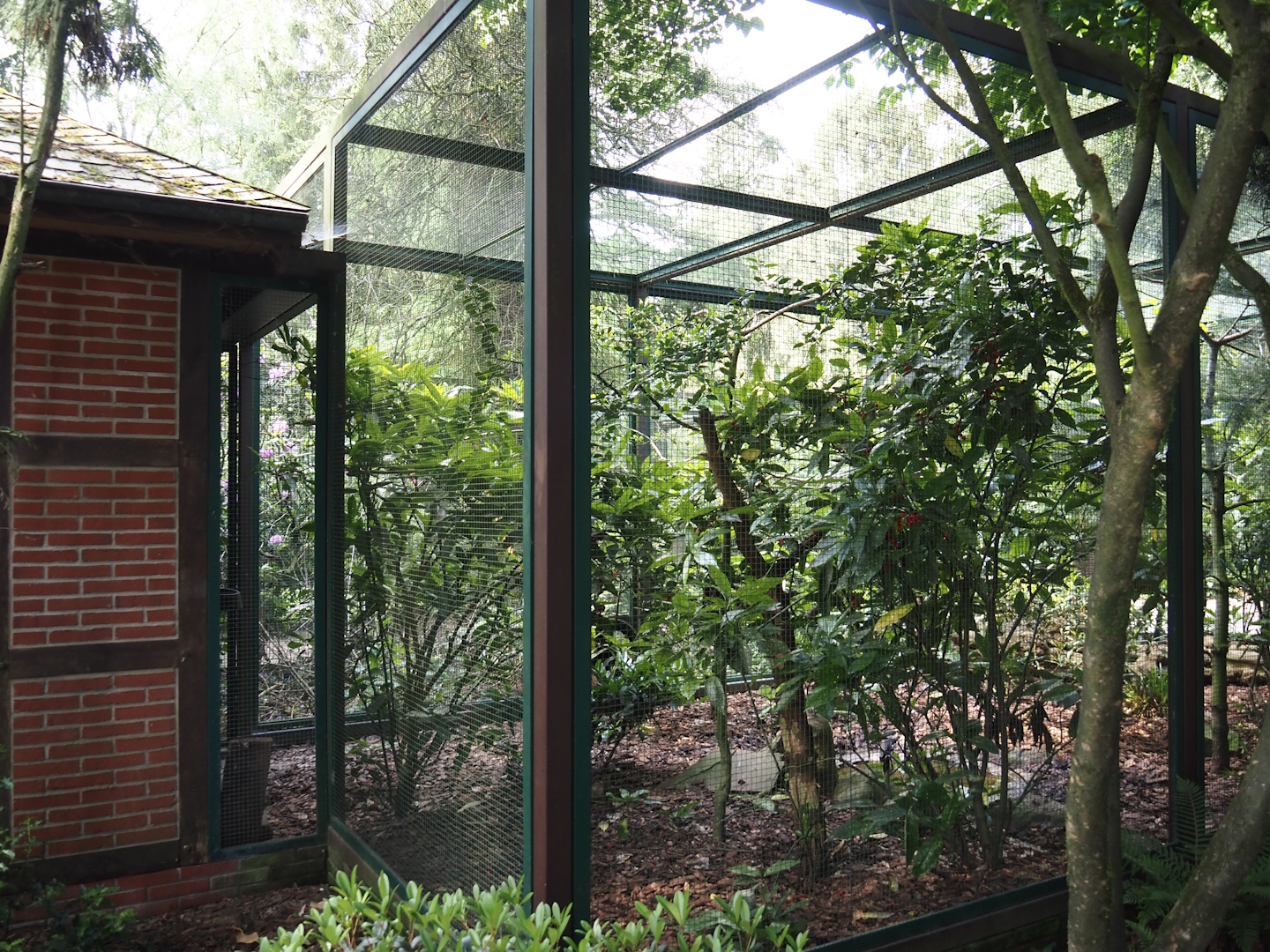 Asian starling/Chinese spotted dove/Laughingthrush/Vietnam pheasant aviary, 2024-05-24