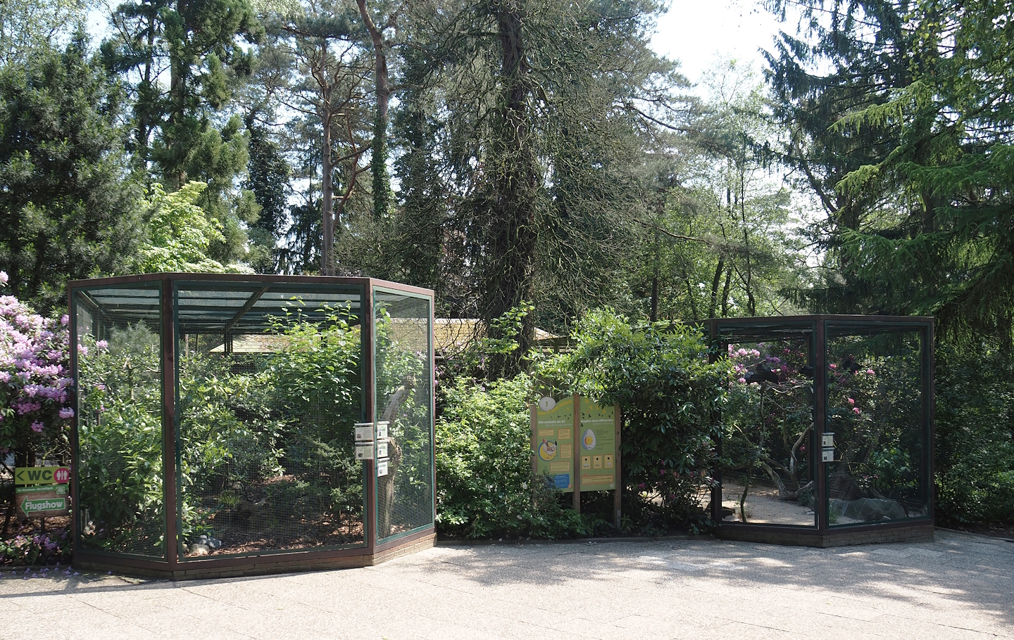 Asian starling/Chinese spotted dove/Laughingthrush/Vietnam pheasant aviary and Waldrapp/Lesser kestrel aviary, 2024-05-21