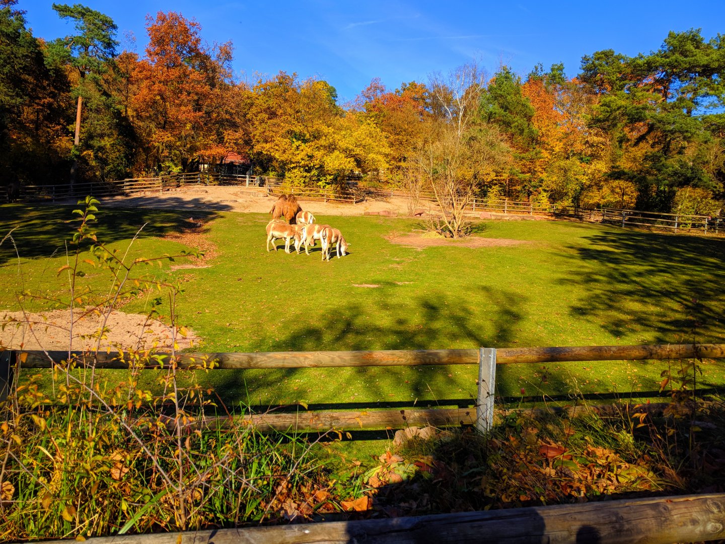 Asian Steppe Enclosure