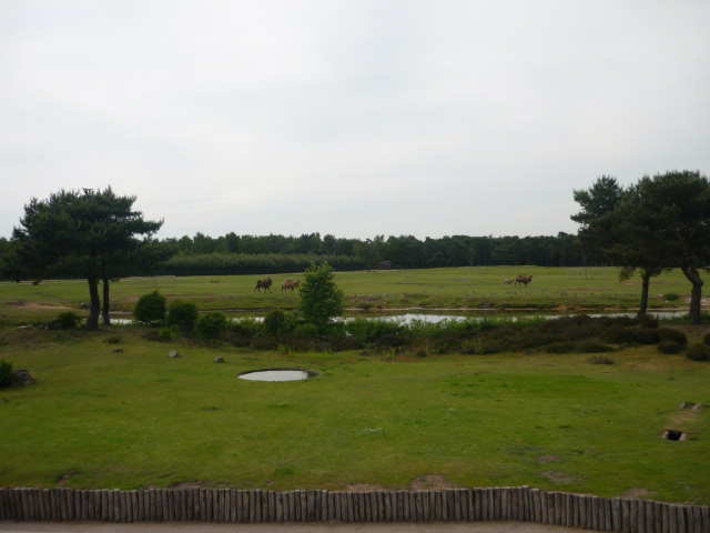 Asian Steppe Exhibit