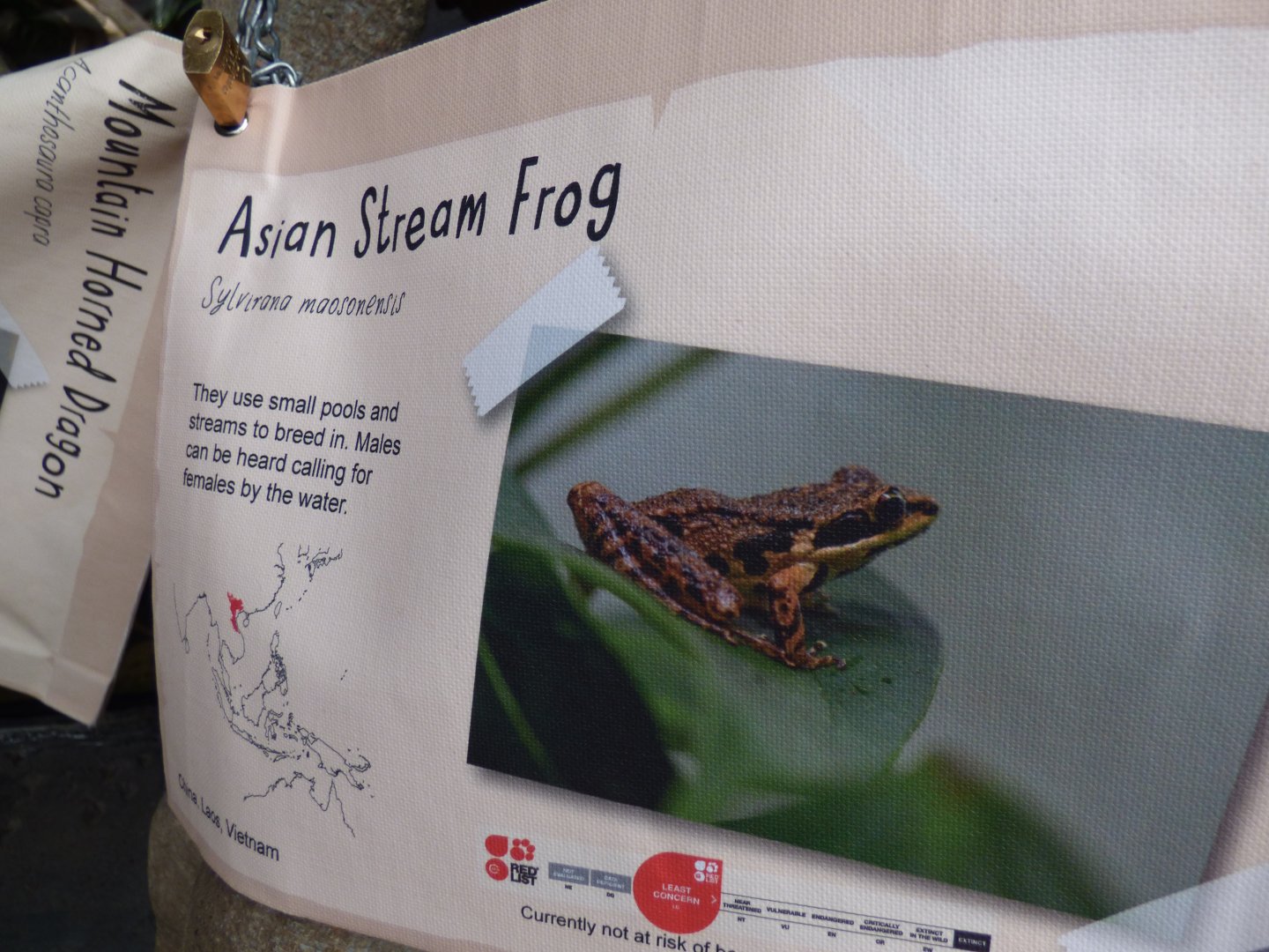 Asian Stream Frog Signage