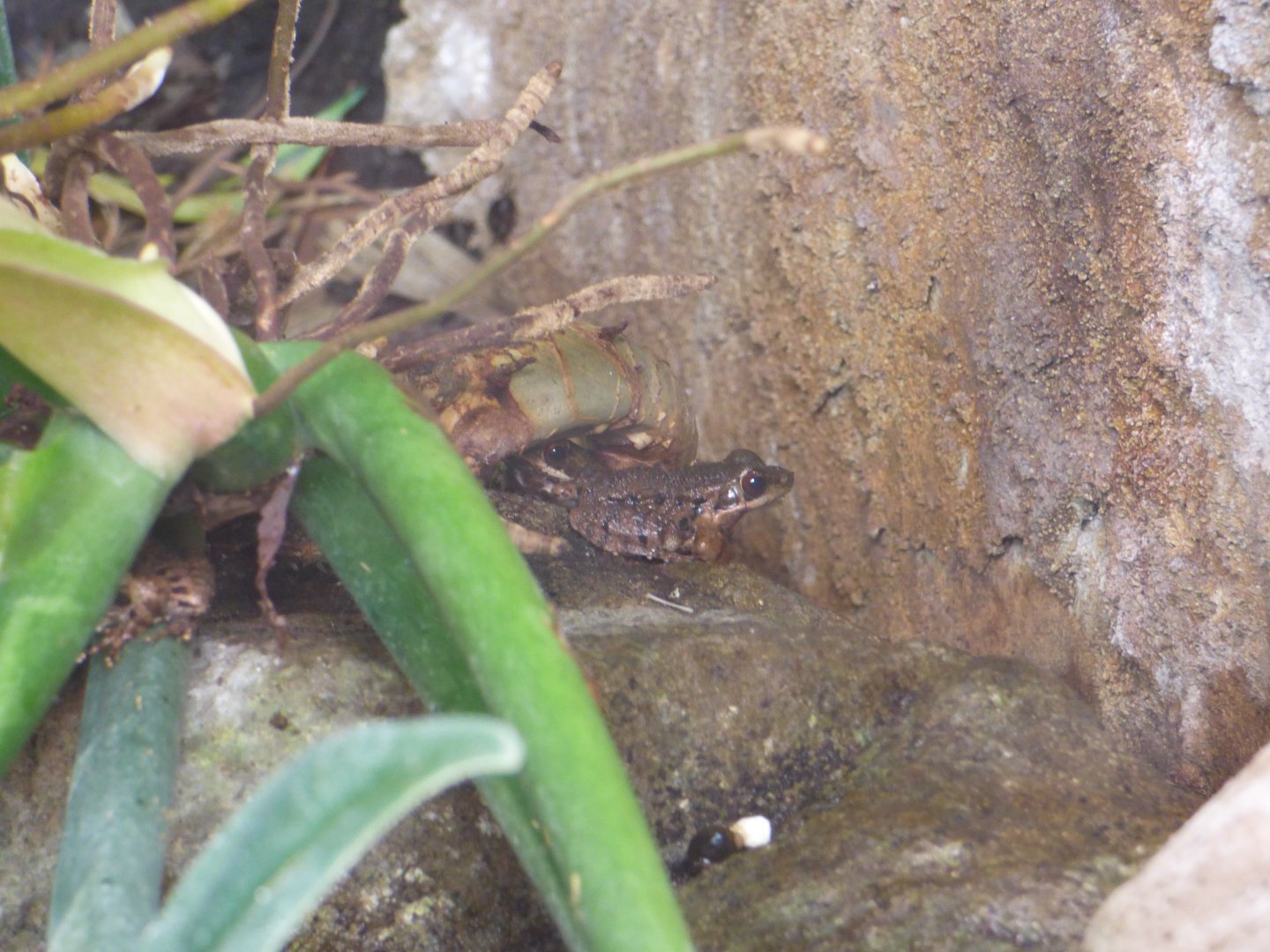 Asian Stream Frog