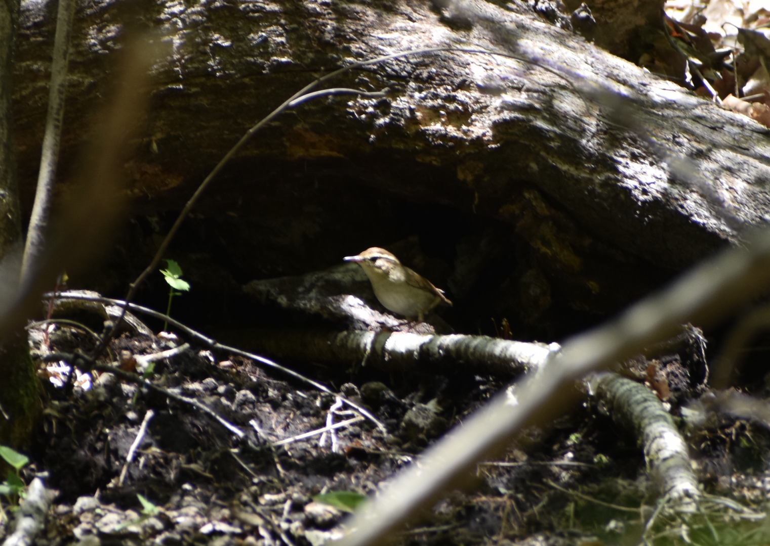 Asian Stubtail ~ Karuizawa