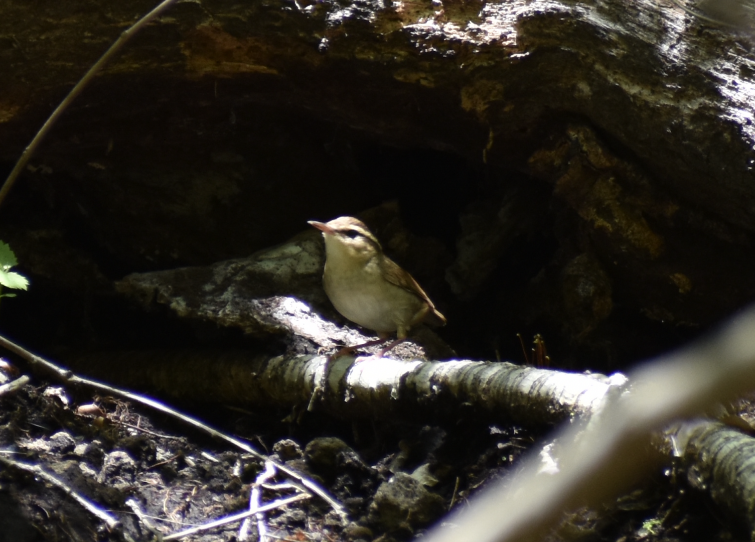 Asian Stubtail ~ Karuizawa