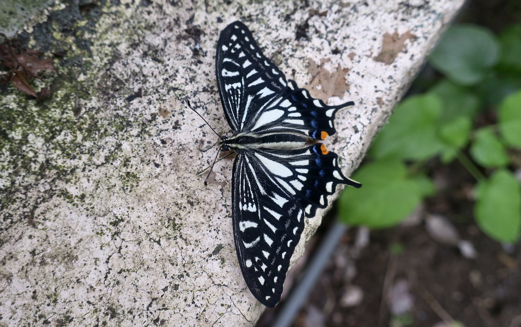 Asian Swallowtail (Papilo xuthus)