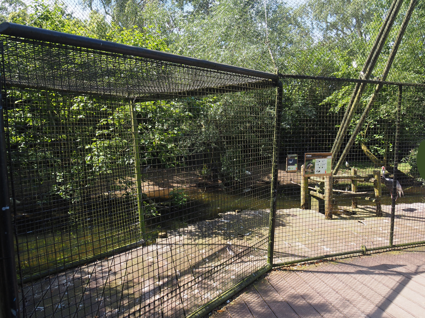 Asian swamp area - White-naped crane, Little egret and Black-crowned night heron aviary, 2024-06-30