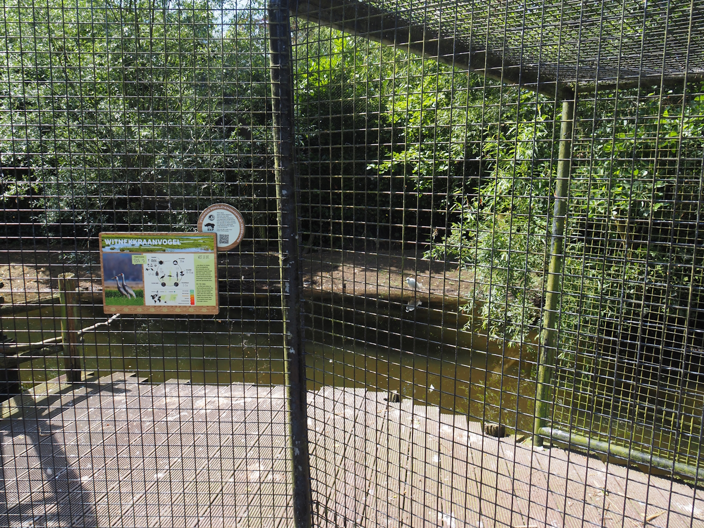 Asian swamp area - White-naped crane, Little egret and Black-crowned night heron aviary, 2024-06-30