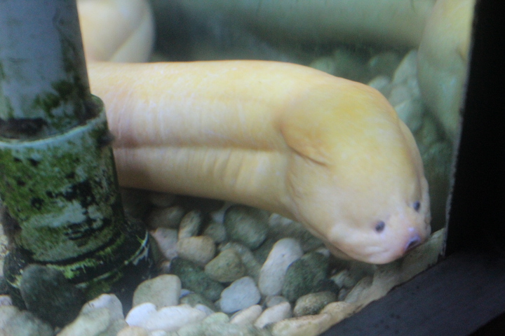 Asian swamp eel (Monopterus albus)