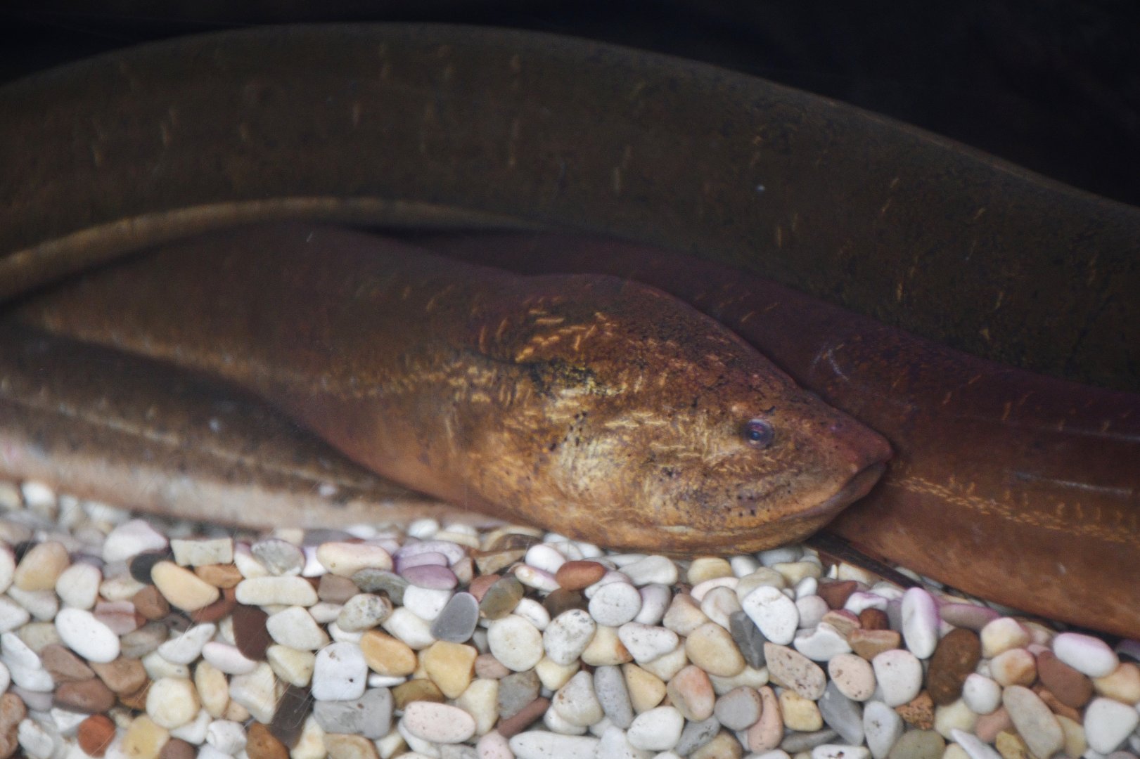 Asian Swamp Eel (Monopterus albus)