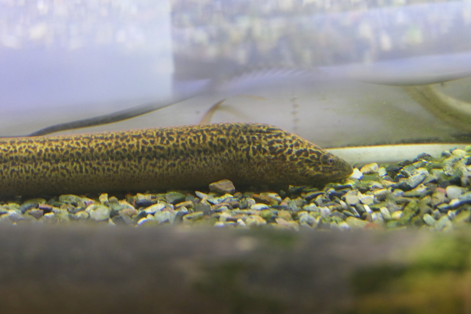 Asian Swamp Eel (Monopterus albus)