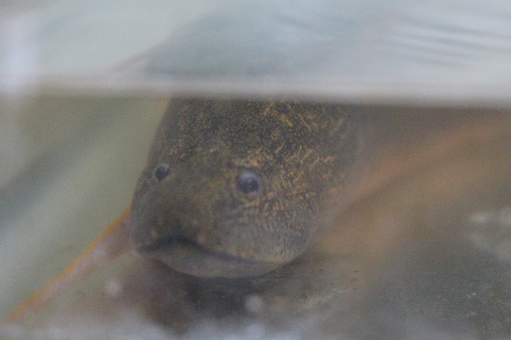 Asian swamp eel (Monopterus albus)