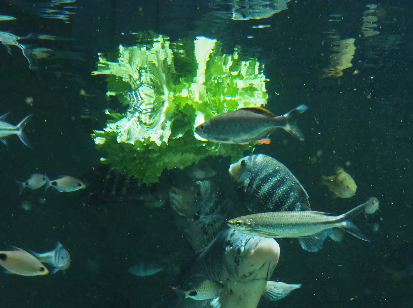 Asian tank fish feeding on salad 2022-10-29