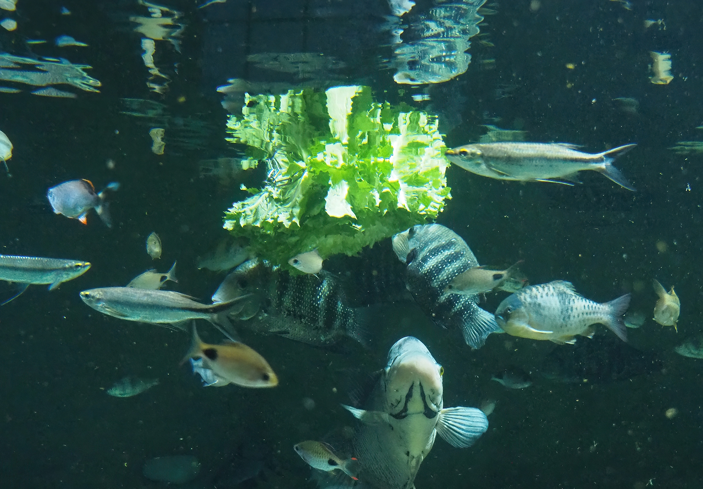 Asian tank fish feeding on salad 2022-10-29