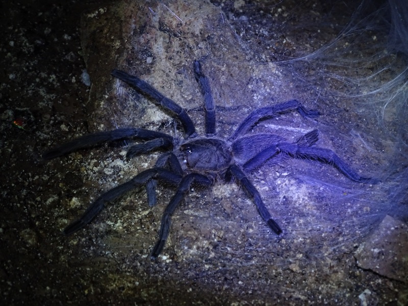 Asian tarantula (Chilobrachys sp)