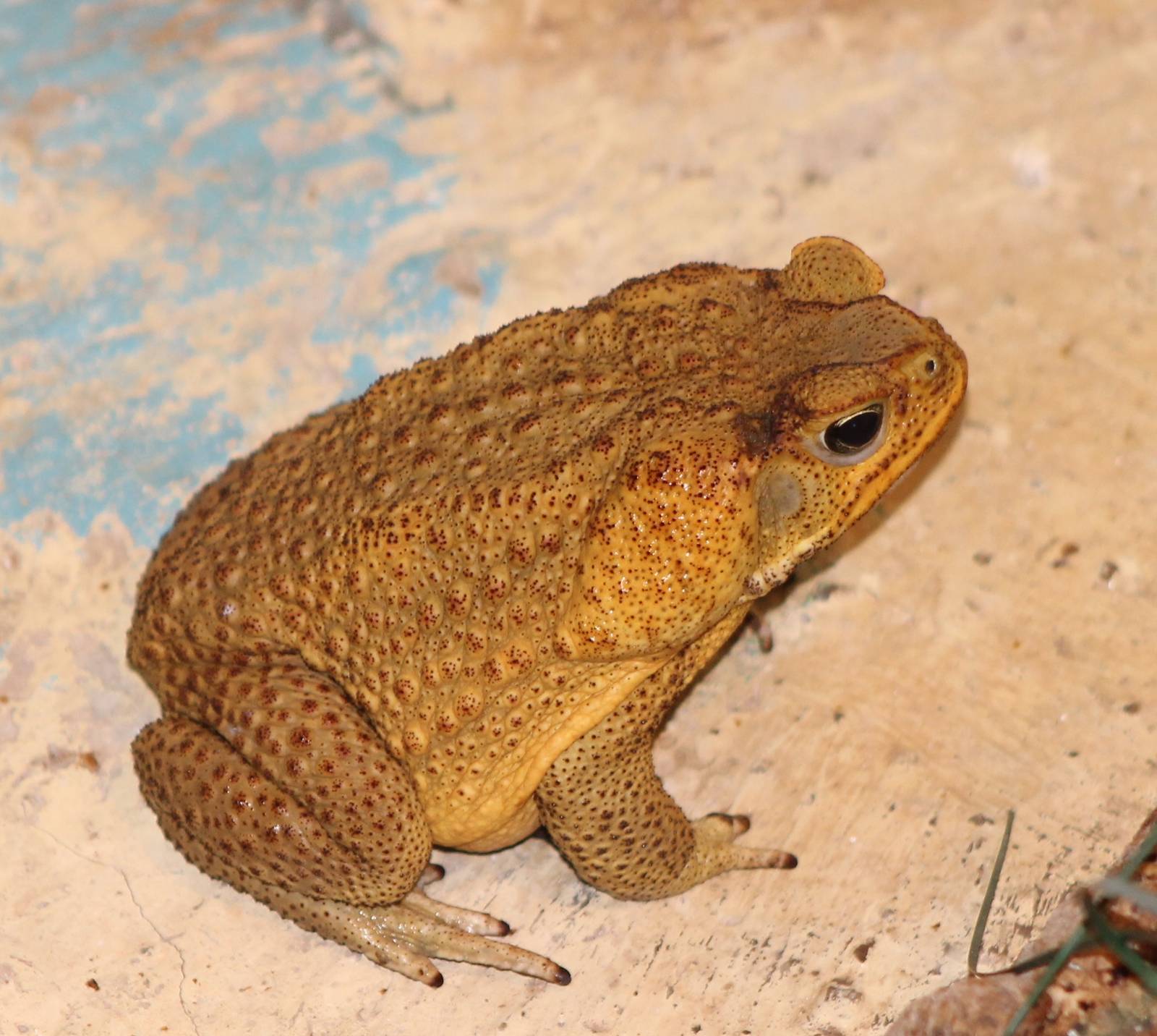 Asian toad ( Bufo melanostictus )