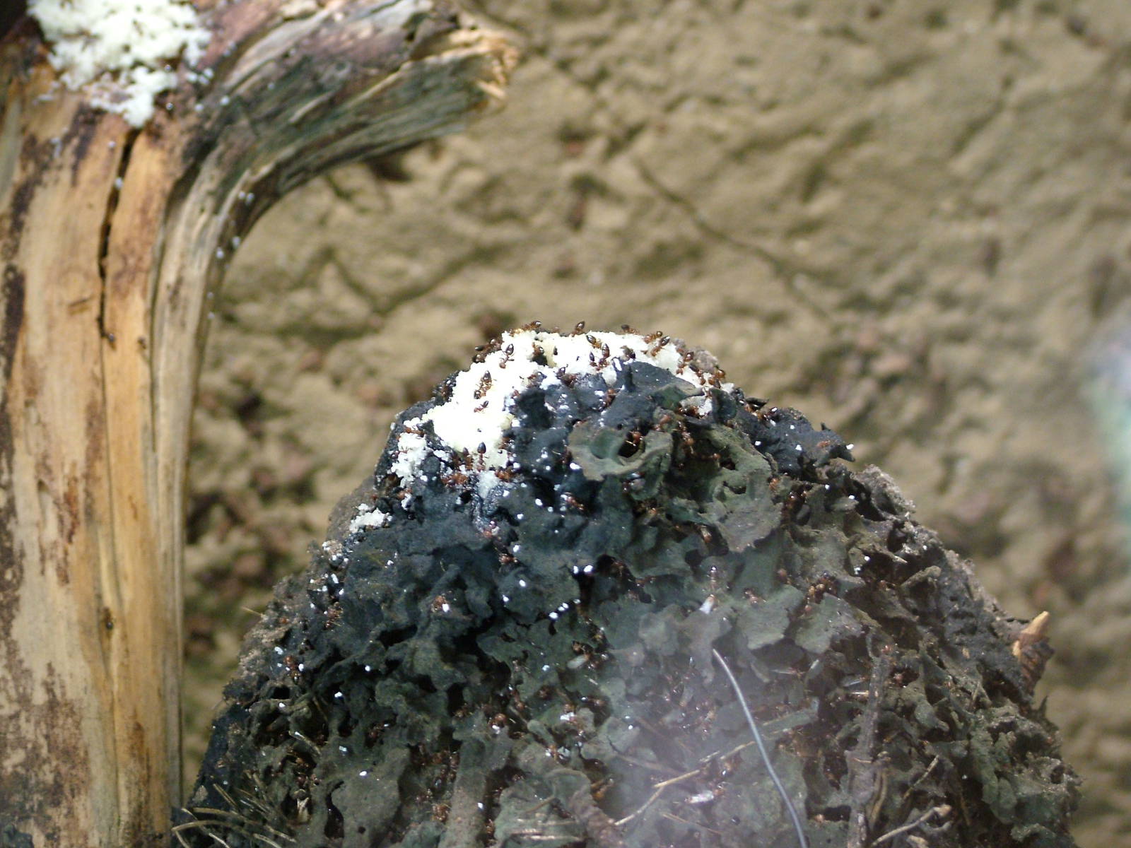 Asian Tree Ants at Berlin Zoo Aquarium, 31/08/11