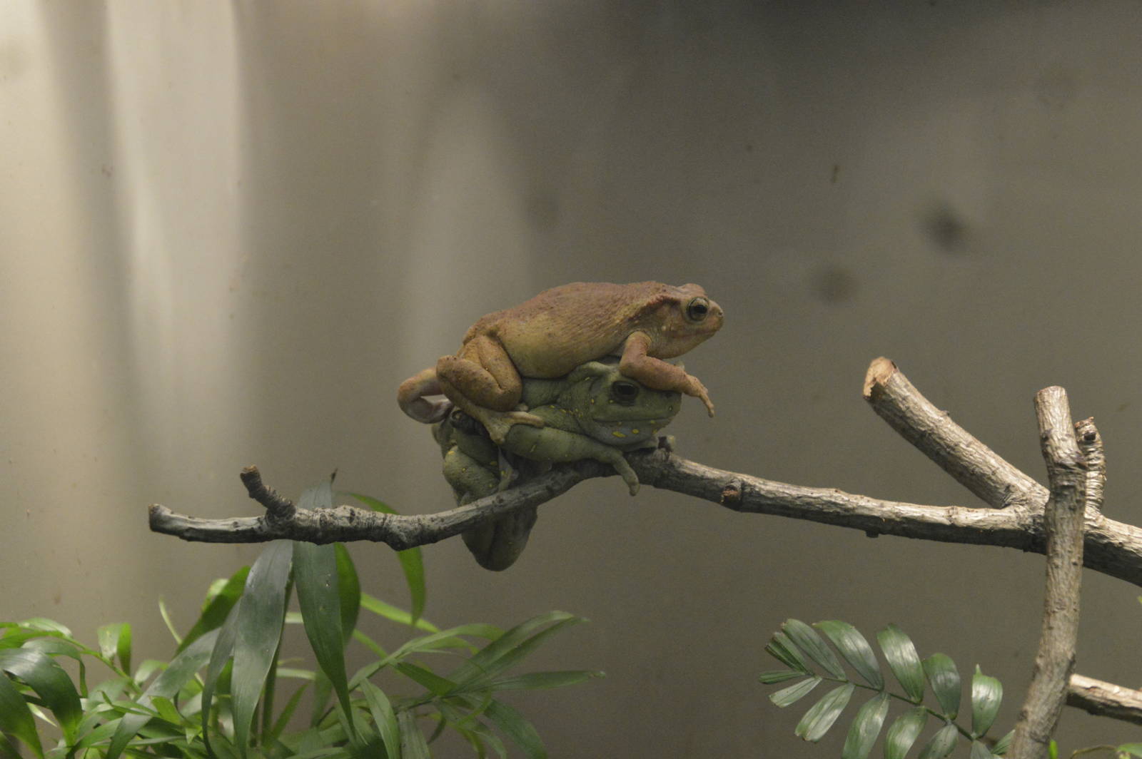 Asian Tree Toad - Jungle World 031215